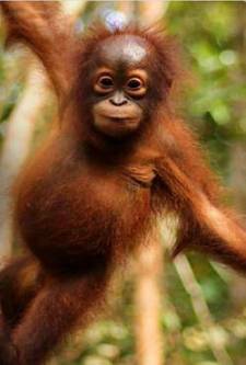 Orangutan Olmak